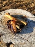 Reptile Wood Scaled reptile Trunk Grass