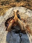 Wood Natural material Trunk Fawn Tints and shades