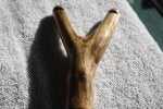 Wood Gesture Fawn Trunk Road surface