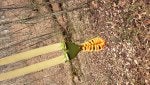 Pollinator Plant Insect Arthropod People in nature