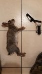 Product Shotgun Felidae Air gun Gun barrel