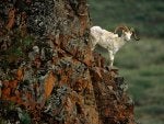 denali-dall-sheep_2079_600x450.jpg