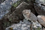 American_Pika-Pika-Ochotona_princeps_IMG_4410.jpg
