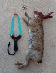 Tail Fashion accessory Jewellery Fur Electric blue
