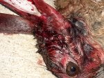 Human body Neck Bird Liver Snout